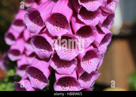 Foxglove, Digitalis purpurea Foto Stock