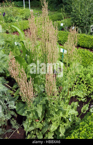 Sauerampfer (Rumex acetosa) Foto Stock