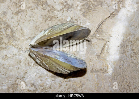 Zebra mussel Dreissena polymorpha Foto Stock
