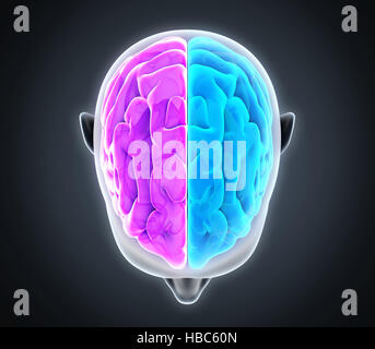 A sinistra e a destra del cervello umano Foto Stock