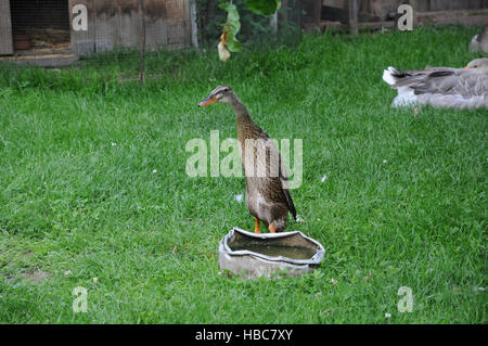 Anas platyrhynchos domesticus, Indian runner Foto Stock