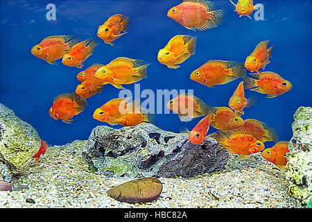 Foto di Red Parrot cichlid Foto Stock