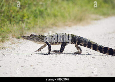 Giovani del coccodrillo americano Foto Stock