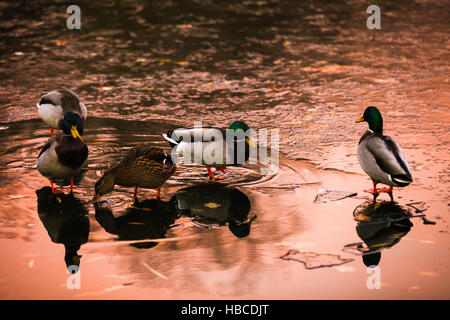 Finsbury Park, a nord di Londra, 5 Dic 2016. Anatre sul laghetto congelato durante un tramonto in inverno a Finsbury Park che crea un meraviglioso cielo arancione su North London Credit: Dinendra Haria/Alamy Live News Foto Stock