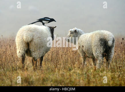 Pecore curato da gazza, South Downs National Park, East Sussex. Foto Stock