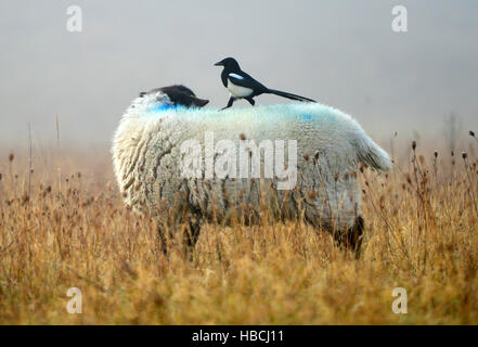 Pecore curato da gazza, South Downs National Park, East Sussex. Foto Stock