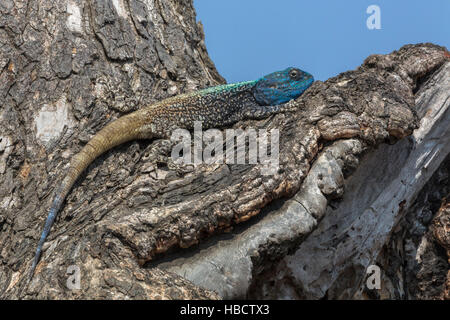 Tree AGAMA SA (Acanthoceros atricollis), Kruger National Park, Sud Africa, Foto Stock