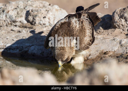 Avviato eagle (Hieraaetus pennatus) bere, Kgalagadi Parco transfrontaliero, Northern Cape, Sud Africa Foto Stock