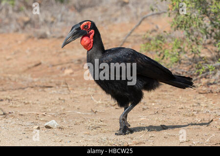 Massa meridionale hornbill (Bucorvus leadbeaterii), Kruger National Park, Sud Africa Foto Stock