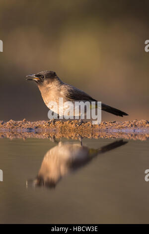 Dark-capped bulbul (Pycnonotus tricolore), Zimanga riserva privata, KwaZulu-Natal, Sud Africa Foto Stock