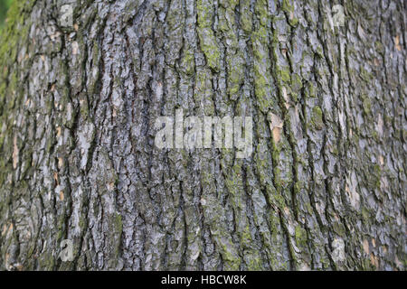 Corteccia di cedro indiano, Cetrus deodara Foto Stock