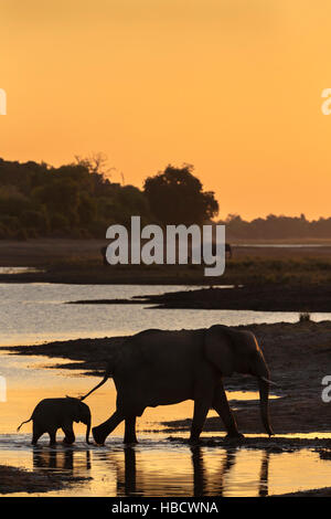 Elefante africano (Loxodonta africana) al tramonto, fiume Chobe, Botswana Foto Stock