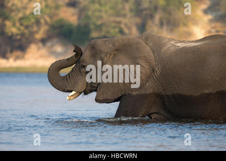Elefante africano (Loxodonta africana) Attraversamento fiume Chobe, Botswana, Foto Stock