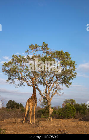 Giraffe (Giraffa camelopardalis) alimentazione, Kruger National Park, Sud Africa Foto Stock