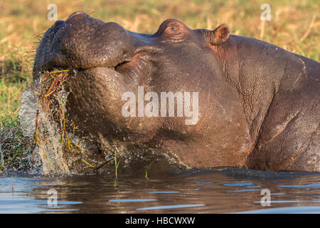 Ippopotamo (Hippopotamus amphibius) alimentazione, fiume Chobe, Botswana, Foto Stock