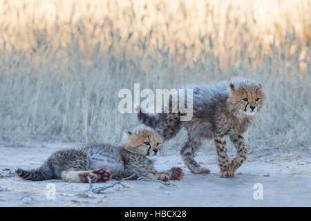 Ghepardo (Acinonyx jubatus) cubs, Kgalagadi Transfronter Park, Northern Cape, Sud Africa Foto Stock