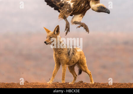 Jackal Blackbacked (Canis mesomelas) con whitebacked vulture (Gyps africanus), Zimanga riserva privata, KwaZulu-Natal, Sud Africa Foto Stock