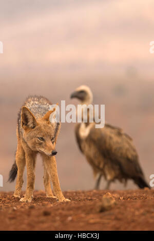 Jackal Blackbacked (Canis mesomelas) con whitebacked vulture (Gyps africanus), Zimanga riserva privata, KwaZulu-Natal, Sud Africa Foto Stock