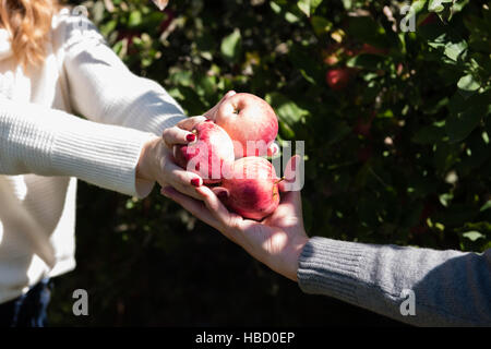 Ritagliato colpo di donna di consegnare le mele raccolte all uomo in azienda agricola biologica Orchard Foto Stock