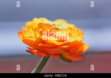 Ranunculus grande fiore di arancia in raggi di luce solare Foto Stock