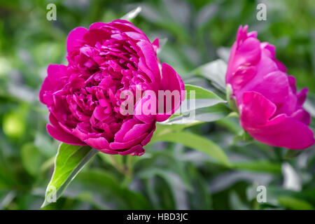 Fioritura di peonia rossa tra foglie verdi Foto Stock