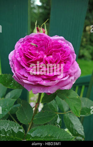 Remontantrose Reine des violettes Foto Stock