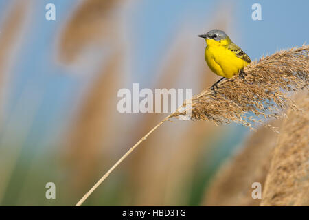 Western wagtail giallo in Ungheria Foto Stock