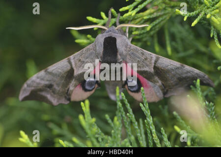 Smerinthus ocellatus Foto Stock