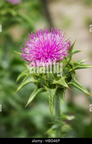 Fiore della pianta spinosa silybum marianum Foto Stock