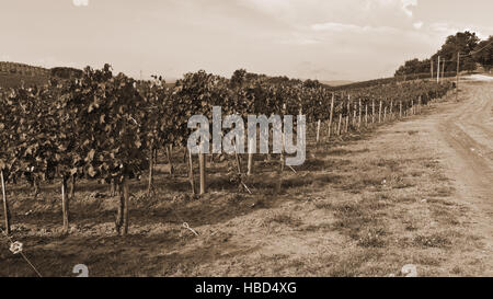 Vigneto in autunno Foto Stock