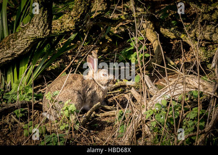 Un coniglio selvatico tra la vegetazione. Orytolagus cuniculus. Foto Stock