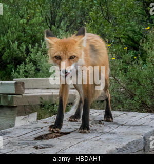 Red Fox lick Chops mentre si sta in piedi sul banco di legno Foto Stock