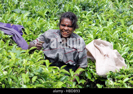 La raccolta delle foglie di tè in Sri Lanka. Foto Stock