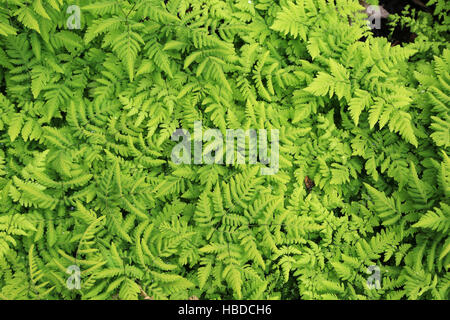 Legno, felce Dryopteris Foto Stock