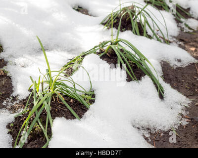 Appassiti alberi di vegetali in azienda mediante il freddo se, Cinese di erba cipollina chiamato Nira Foto Stock