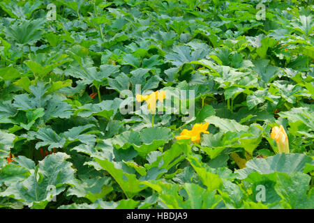 Zucchine in fiore nel giardino in estate Foto Stock