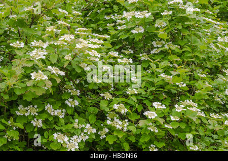 Fioritura viburno-rose Foto Stock