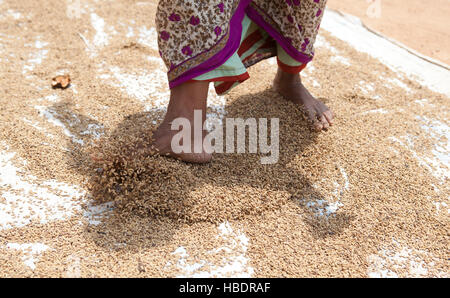 Donna anziana spargimento di riso di asciugatura sul terreno con i suoi piedi.Kerala, India. Foto Stock