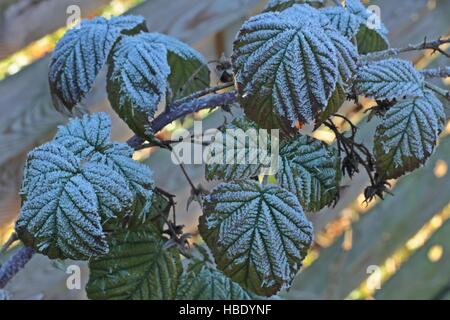 Iced leafs al mattino Foto Stock
