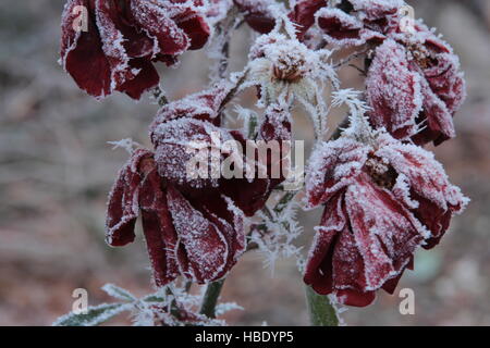 Iced leafs al mattino Foto Stock