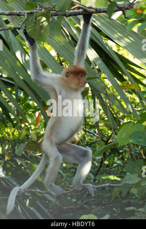 Proboscide di scimmia (Nasalis larvatus) di mangrovie vicino a Bandar Seri Begawan, la città capitale di Brunei Foto Stock