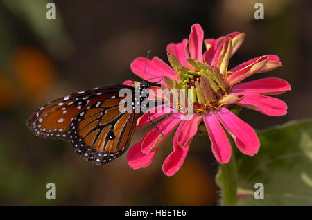 Regina, Danaus gilippus, la California del Sud Foto Stock