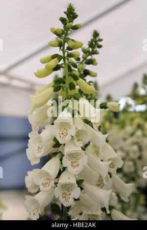 Foxglove, Digitalis purpurea alba Foto Stock