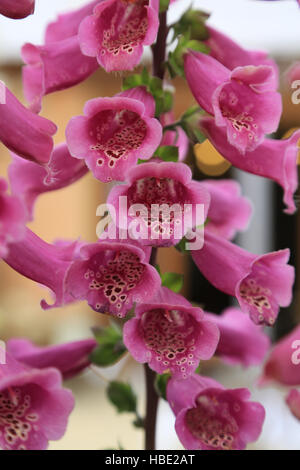 Foxglove, Digitalis purpurea Foto Stock