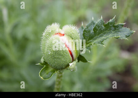 Bud non aperti di semi di papavero Foto Stock