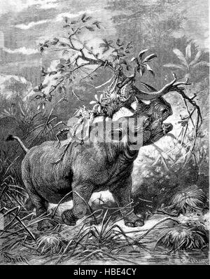 Rinoceronte nero o gancio a labbro rinoceronte, Diceros simum, africana, Africa, illustrazione, xilografia dal 1880 Foto Stock