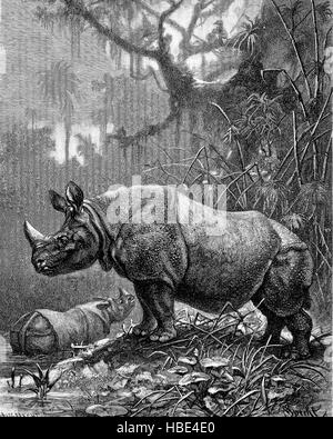 Il rinoceronte indiano, Rhinoceros unicornis), chiamato anche il superiore di un corno di rinoceronte e grande rinoceronte indiano, India, illustrazione, xilografia dal 1880 Foto Stock