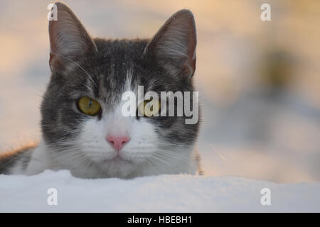 Cat guardando la fotocamera su inverno. close up. Foto Stock