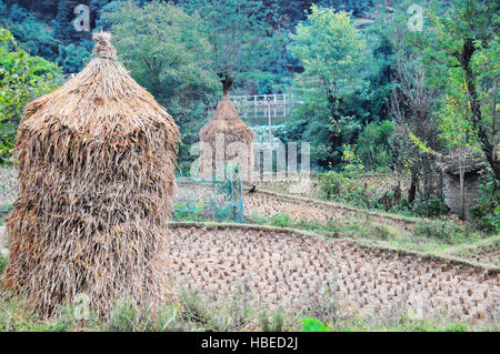 Il riso raccolto nei campi di Gejia Matang Dong Village di Guizhou della Cina sono pittoresche. Foto Stock