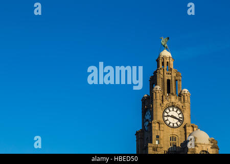 Uno dei due uccelli di fegato sulla sommità del Royal Liver Building in Liverpool circondato da un blu cielo d'inverno. Foto Stock